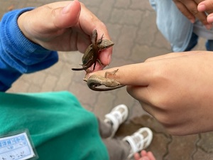 カナヘビ カナヘビ