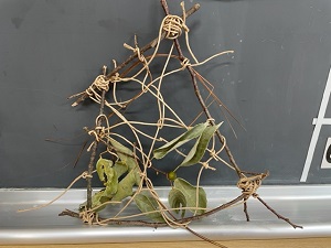 IMG_5274 IMG_5274