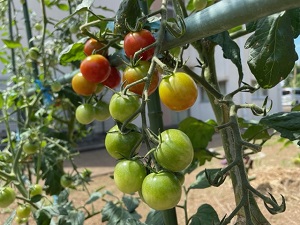IMG_3691 IMG_3691