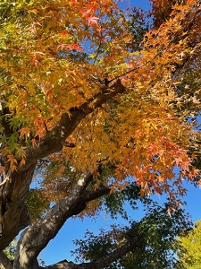 IMG_5671 IMG_5671