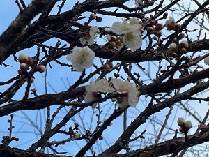 IMG_7396 IMG_7396
