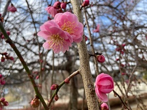 IMG_8111