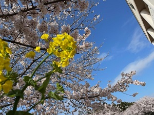 IMG_8603 IMG_8603