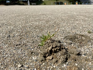 IMG_9062 IMG_9062