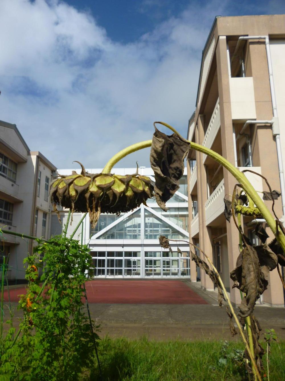 ひまわり2