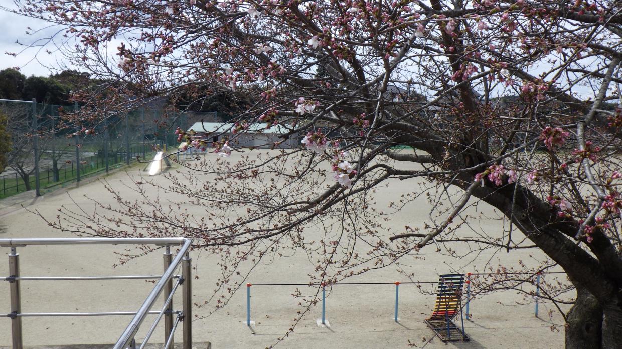 桜校庭側 桜校庭側