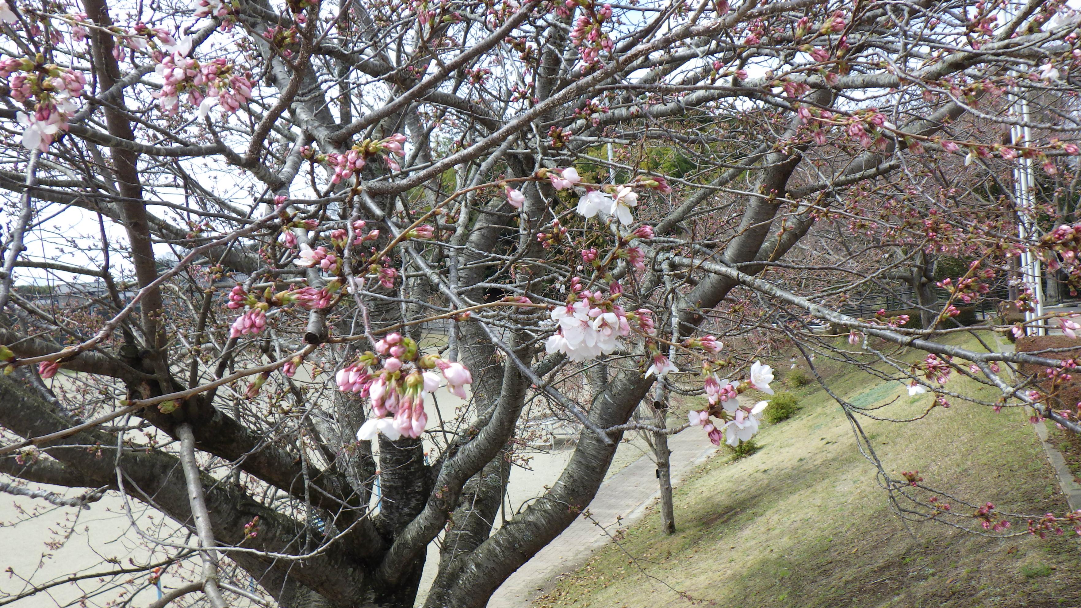 拡大校庭の桜 拡大校庭の桜