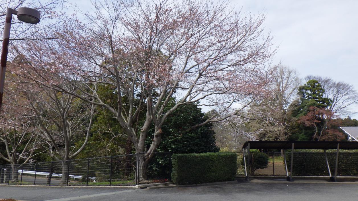 西側桜 西側桜