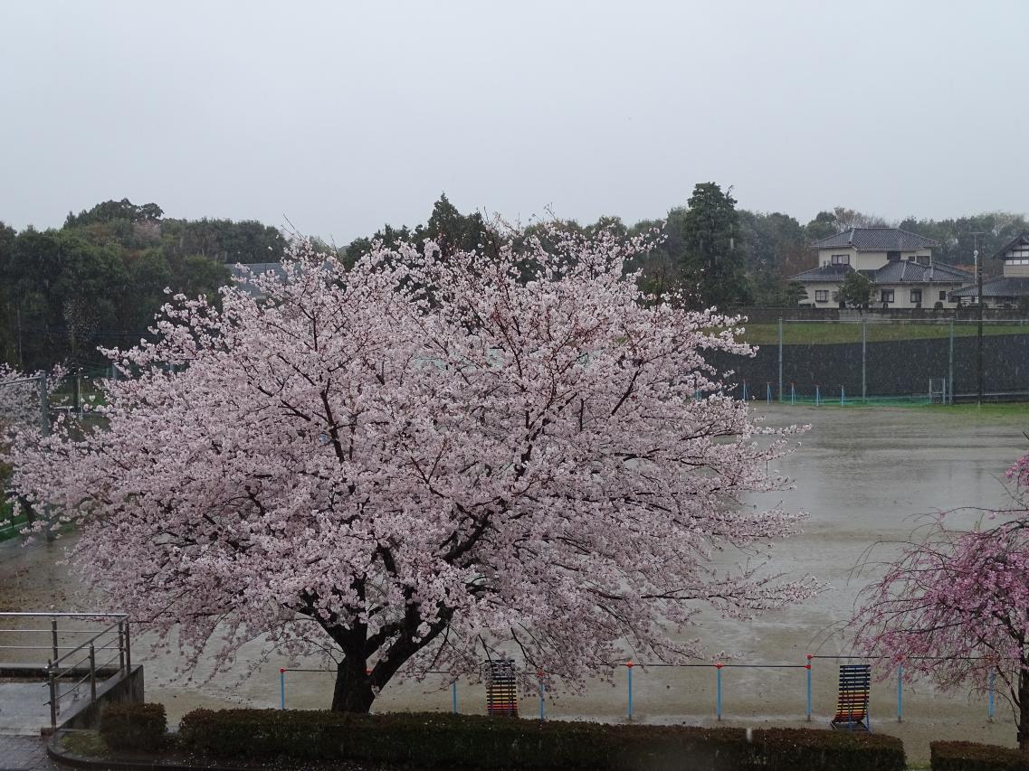 校庭の桜 校庭の桜