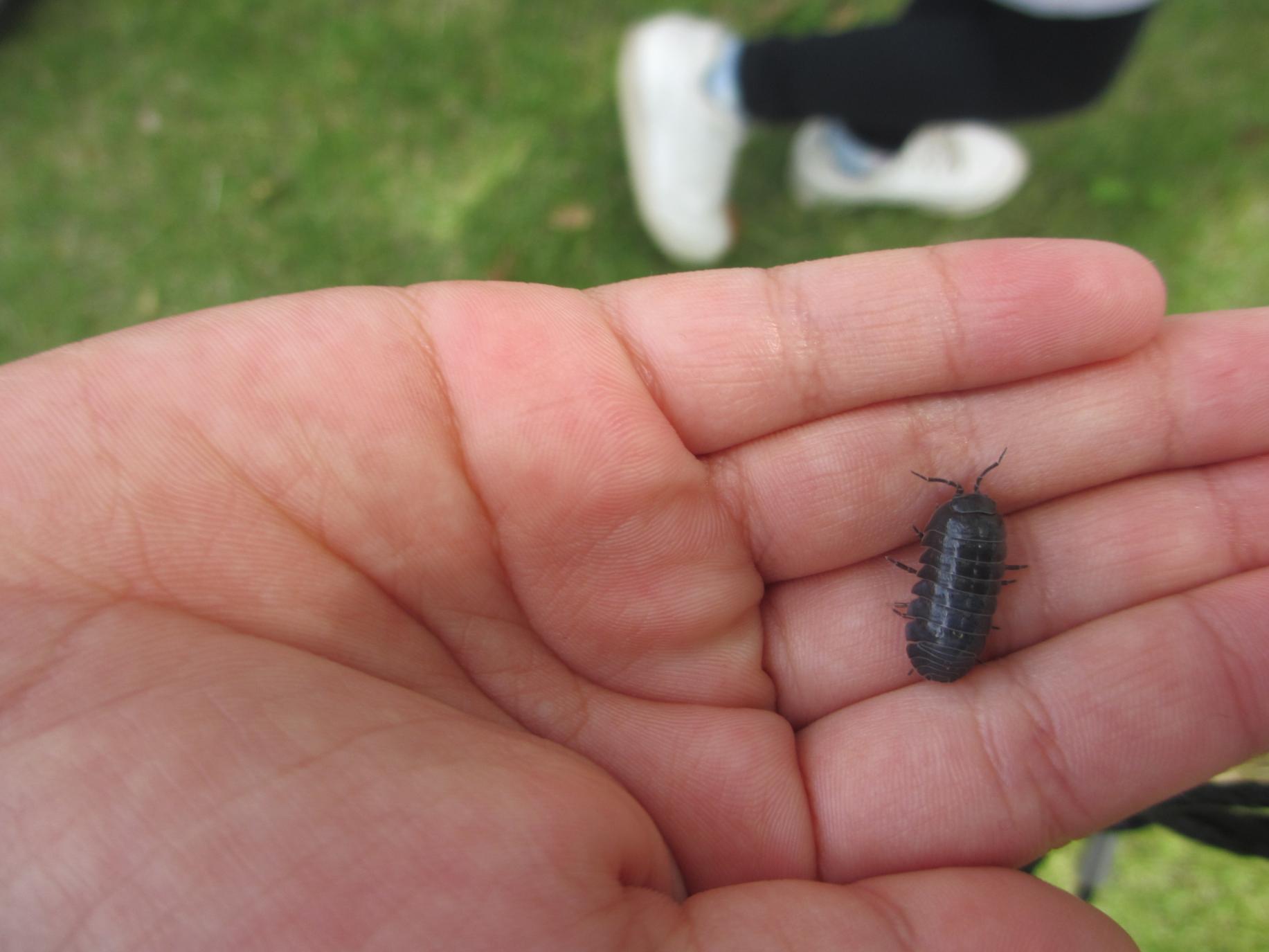 だんごむし だんごむし