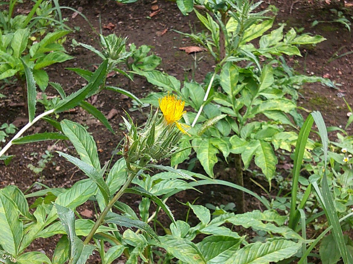 DSCF0146