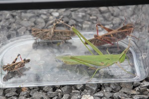虫探し