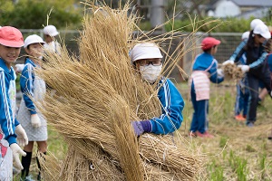 脱穀作業 脱穀作業