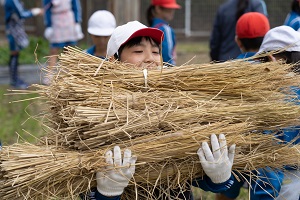 脱穀作業