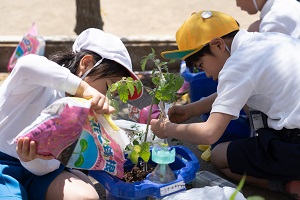 苗植え