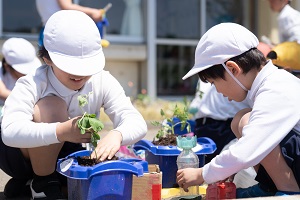 苗植え