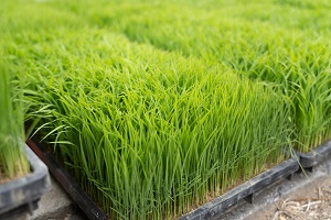 田植え
