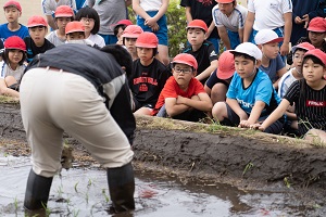 田植え