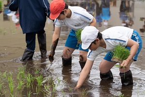田植え