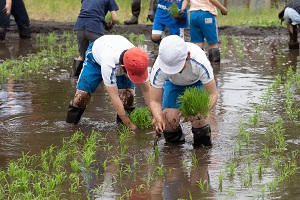 田植え