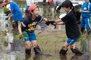 田植え