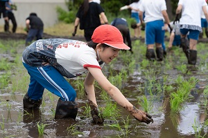 田植え