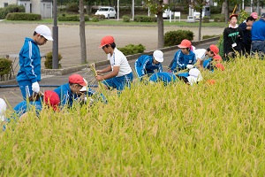 稲刈り