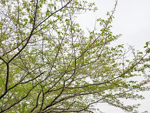 20200421(1)