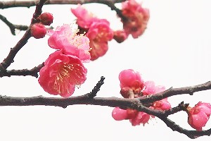 0127(4)