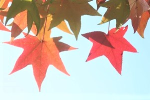 1006⑩