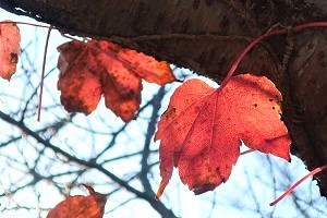 1105⑫ 1105⑫