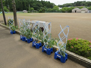 IMG_1366 IMG_1366