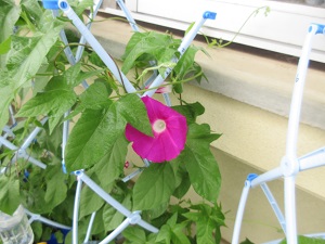 IMG_1633 IMG_1633