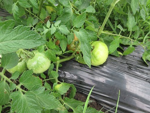 IMG_1699 IMG_1699