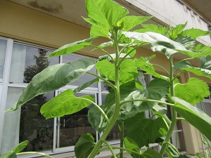 IMG_1798 IMG_1798