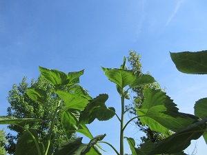 IMG_1804