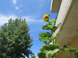 IMG_1827