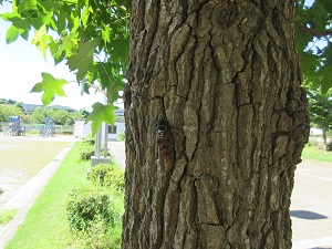 IMG_1838