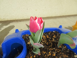 IMG_9921 IMG_9921