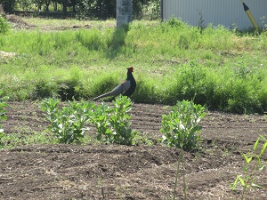 IMG_0699 IMG_0699