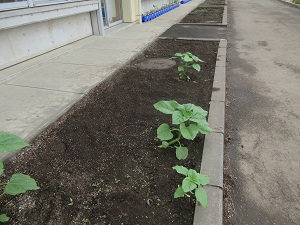IMG_0779 IMG_0779