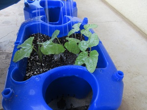 IMG_0950 IMG_0950