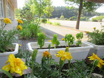IMG_1817 IMG_1817