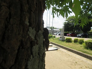 IMG_1518