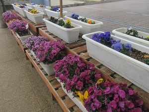 IMG_5040 IMG_5040