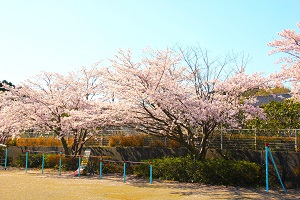 校庭の桜