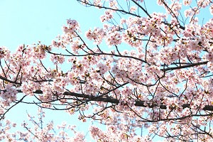 校庭の桜を拡大