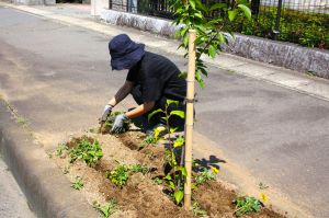 花苗ボランティアさん【午後の部】_3
