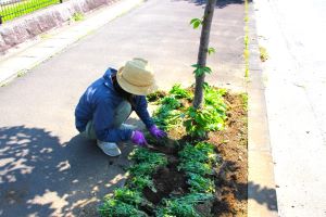 花苗ボランティアさん【午後の部】_6