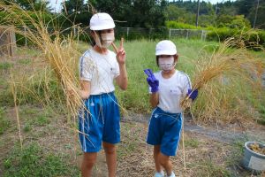 稲刈り5